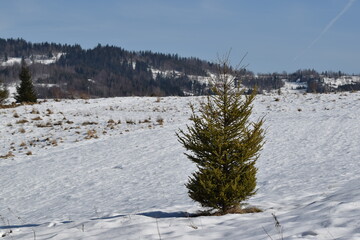Pojedyncze drzewo iglaste, choinka na górskiej polanie, śnieg. 