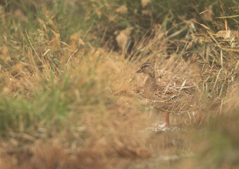 Garganey in the grasses at Asker marsh, Bahrain