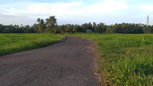 Beautiful countryside indian village rural area empty Road path way without vehicle or people between beautiful green paddy and rice farm field landscape with white and blue sky. Horizontal side view.