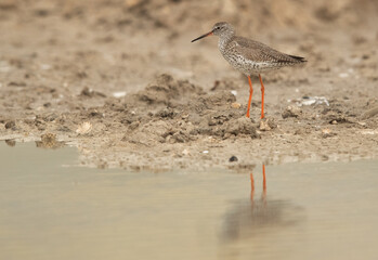 Portrait of a Redshank at Asker marsh, Bahrain