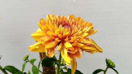 Water Drops falling over isolated single pretty yellow dahlia flower head also known as chrysanthemum xgrandiflorum with white background. beautiful closeup slow motion macro 4k detail side view. - Powered by Adobe