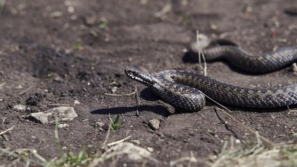 Venomous adder viper snake (Vipera berus) attack and bite.