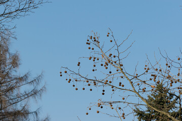 Platan (Platanus), owocniki wyglądające jak dekoracja świąteczna.  © Grzegorz