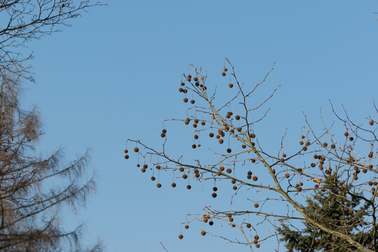 Platan (Platanus), owocniki wyglądające jak dekoracja świąteczna. 