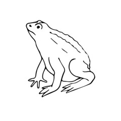 Vector hand drawn doodle sketch frog isolated on white background