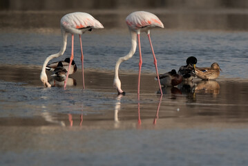 Greater Flamingos feeding and northern shovelers resting at Tubli bay in the morning, Bahrain