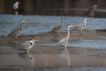 A flock of Grey Herons at Tubli bay, Bahrain