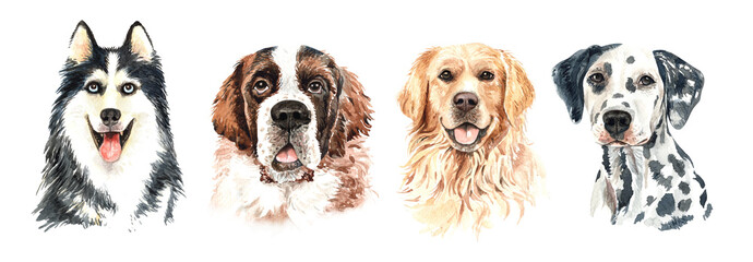 Set of watercolor portraits of 4 dog breeds Siberian Husky, Saint Bernard, Golden Retriever and Dalmatian. Dog drawing head clipping path isolated on white background.