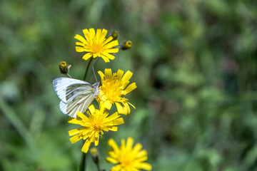 Epervière en ombelle avec son papillon dans les prairies de Saint Just d' Avray , au printemps ,...