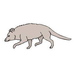 Vector hand drawn doodle sketch colored opossum isolated on white background
