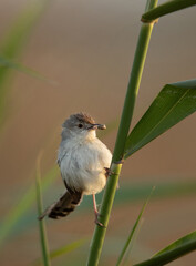 Plain Prinia with catch perched on a grass at asker, Bahrain
