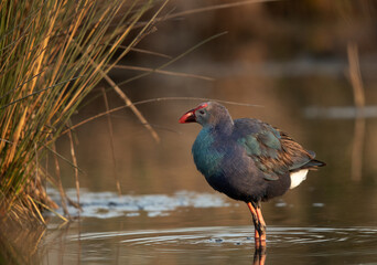 Portrait of a Grey-headed Swamphen at Asker Marsh, Bahrain