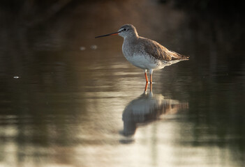 Portrait of a Spotted redshank at Asker marsh, Bahrain