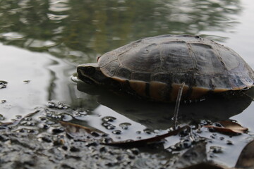 turtle on the rock