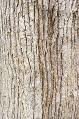 Wood texture from southern forests