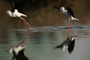 Black-winged Stilt charging other at Asker Marsh, Bahrain