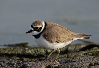 Portrait of a Little ringed plover at Asker marsh, Bahrain