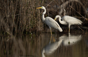 A pair od Great Egret at Asker marsh, Bahrain