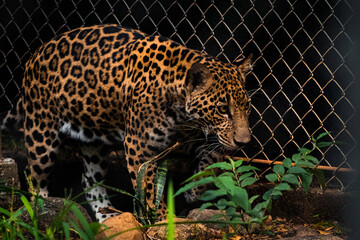 Jaguar al Acecho © Jordy
