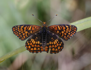 Northern Checkerspot perched on grass. Los Trancos Preserve, Santa Clara and San Mateo Counties, California, USA.