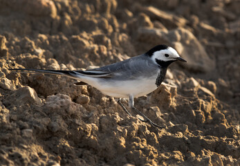 Closeup of a White wagtail on a mound, Bahrain