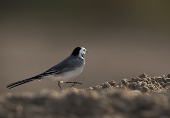 White wagtail moving away, Bahrain