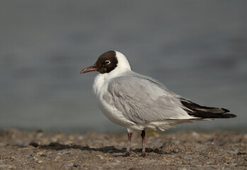 Black-headed gull resting at Asker marsh, Bahrain