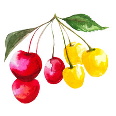 a bunch of red and yellow cherries on a branch with leaves, sakura fruit watercolor illustration