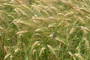 ripe wheat and spike in summer