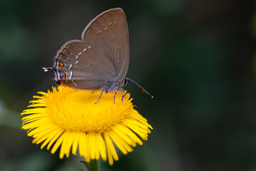 Beautiful butterfly on yellow flower