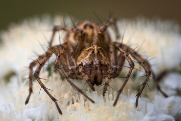 brown spider waiting for prey on white flower