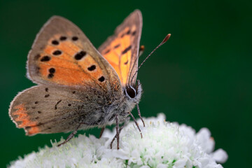 Small copper butterfly (Lycaena phlaeas) on white flower