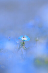 青に栄えるネモフィラ