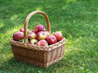 Apple harvest. Ripe red apples in the basket on the green grass.