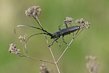 Kleiner Eichenbock (Cerambyx scopolii)