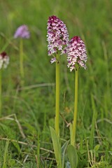 Hybride zwischen Dreizähnigem Knabenkraut und Brandknabenkraut (Neotinea x dietrichiana).