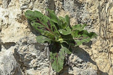 Geflecktes Ferkelkraut (Hypochoeris maculata)