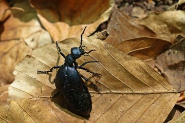 Weiblicher Violetter Ölkäfer (Meloe violaceus)
