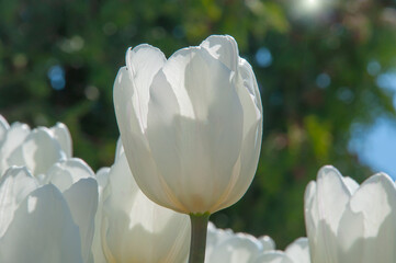 White velvet tulip against the blue sky
