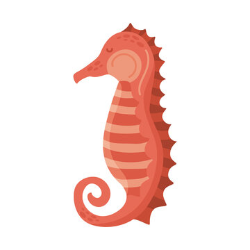 Red Seahorse Animal