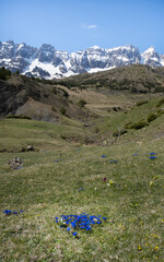 Spring flowers in the mountains of Partacua and Pe?a Telera, Huesca Pyrenees, Spain.