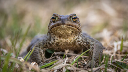 frog in the grass