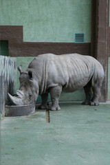 rhino in zoo © Anita.Ka