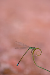 dragonfly on a green leaf