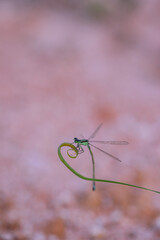 dragonfly on a green leaf