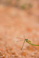 dragonfly on a green leaf