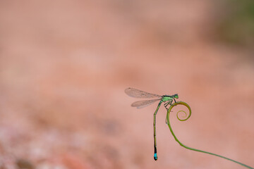 dragonfly on a green leaf