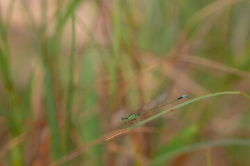 dragonfly on a green leaf