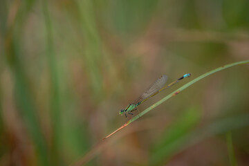 dragonfly on a green leaf