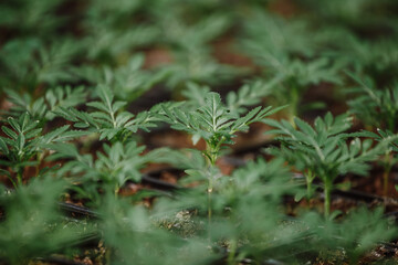 Plantation of indoor plants and seedlings of vegetables in a greenhouse, conservatory
